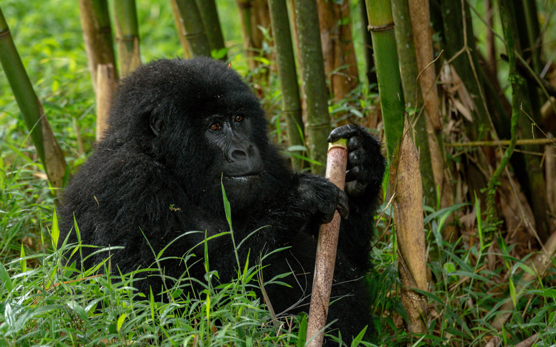 Mgahinga Gorilla National Park Gorilla Safari Discovery Uganda Gorilas