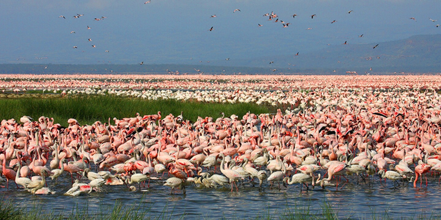 Days Kenya Lake Naivasha Lake Nakuru Safari Tour Kenya Safaros