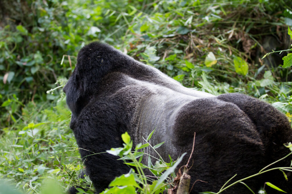 3 Days Silverback Gorilla Tour Package to Mgahinga National Park 