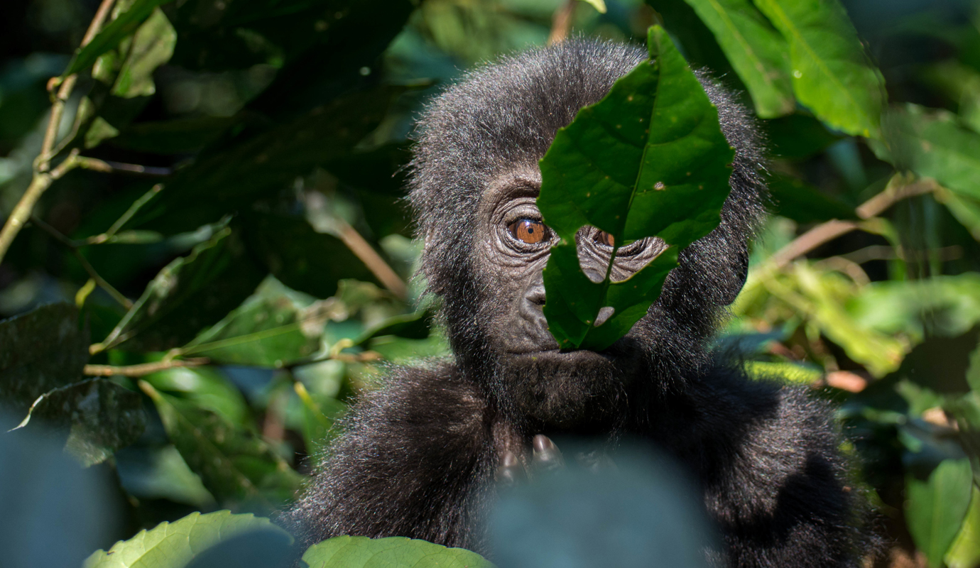 What is it like to Visit the Wild Mountain Gorillas in Uganda's Bwindi?