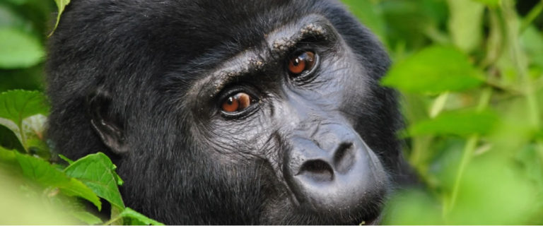 768 gorilla images