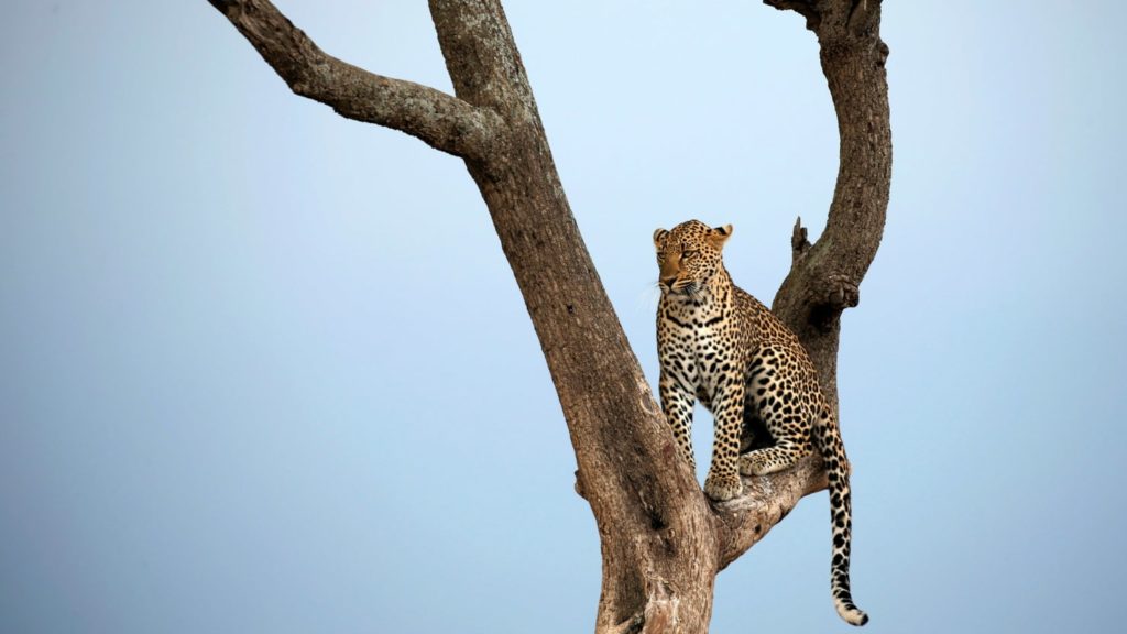 How to Plan An African Safari Vacation for First Timers?