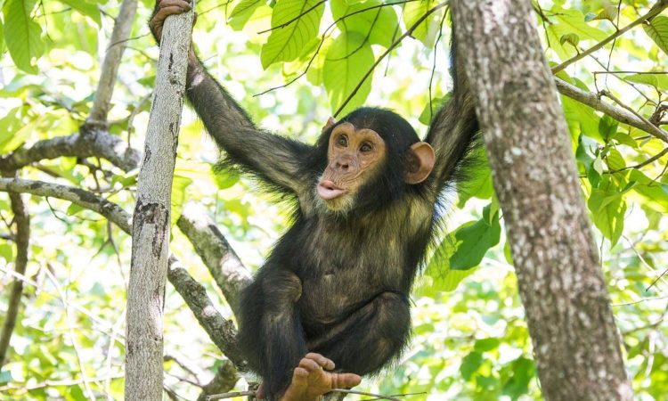 Chimpanzee Tracking Uganda Price-Cost of Chimpanzee Permit In Kibale