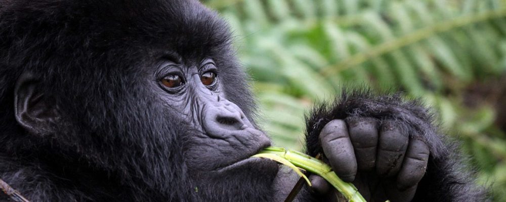 Wildlife and Gorilla Uganda Safari Bookings