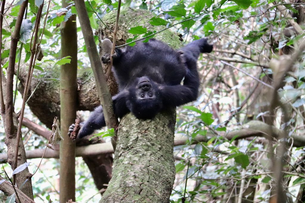 Highly Recommended Bwindi Gorilla Trekking Tour Package (4 Days)