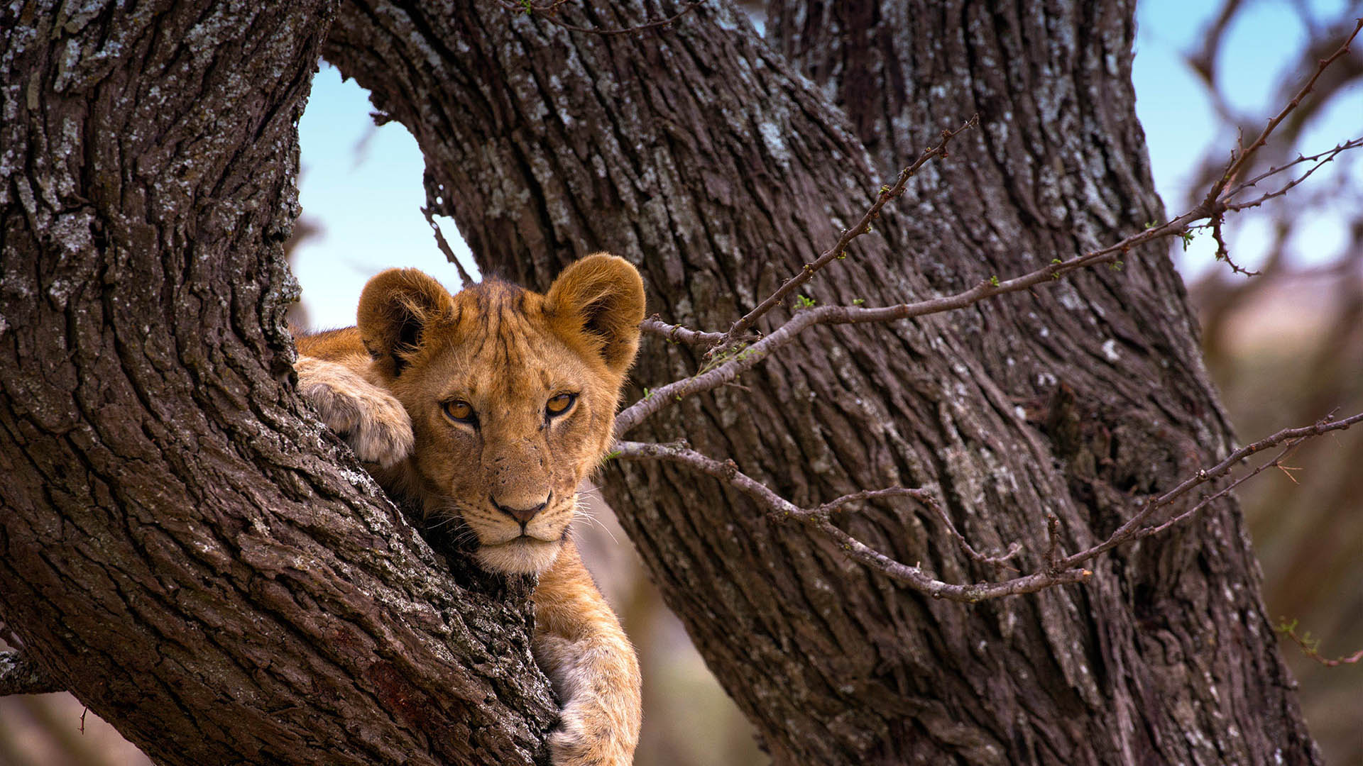 What is Serengeti National Park Famous for?