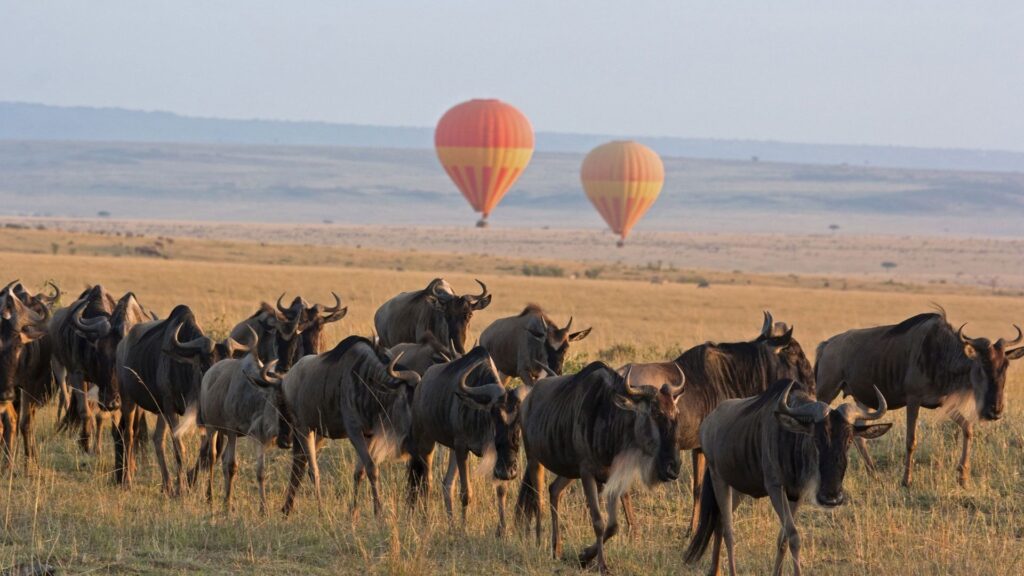 2026 Great Wildebeest Migration Guide-when, where and how