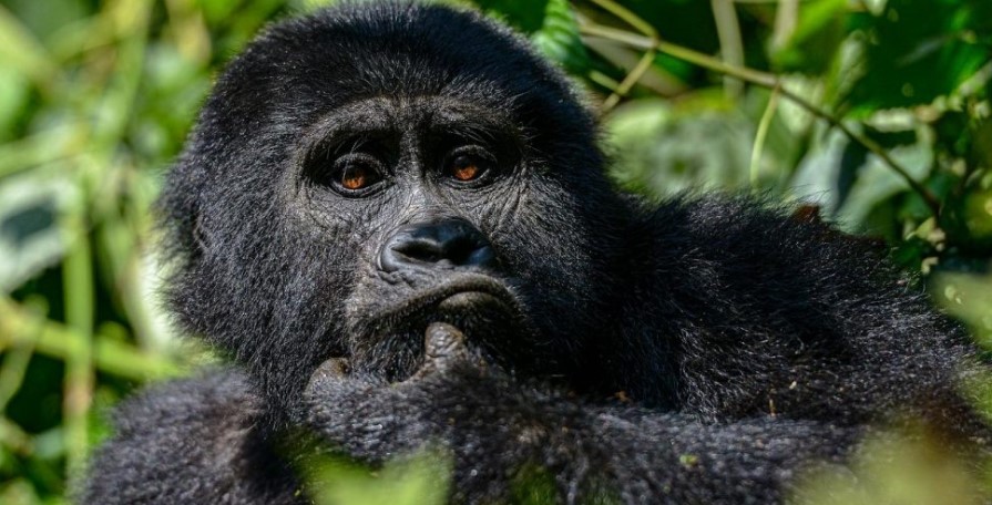 Things, Activities to do after gorilla trekking Uganda,Rwanda