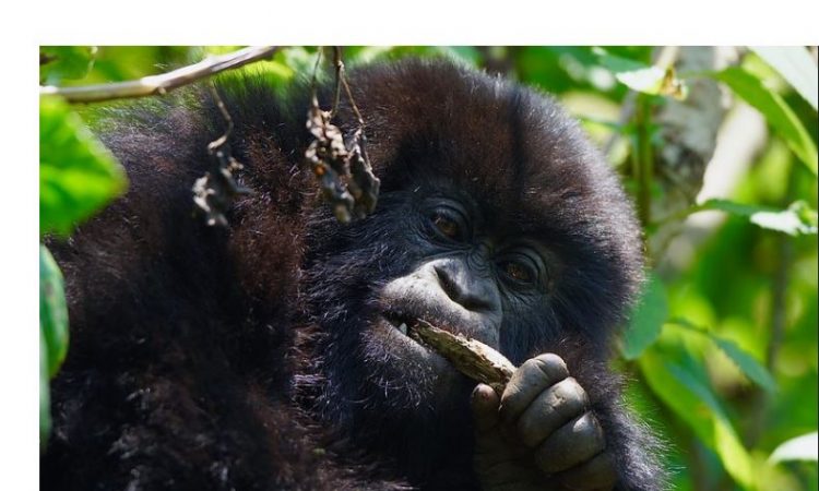 What Do Gorillas Eat? -Gorilla Diet and Eating Habits