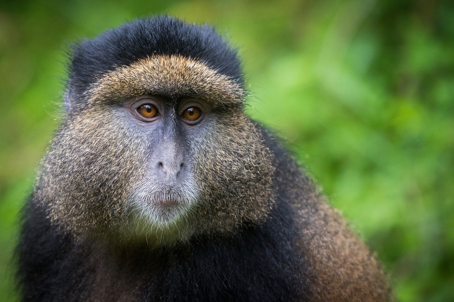 Golden Monkeys  Uganda and Rwanda Wildlife Guide