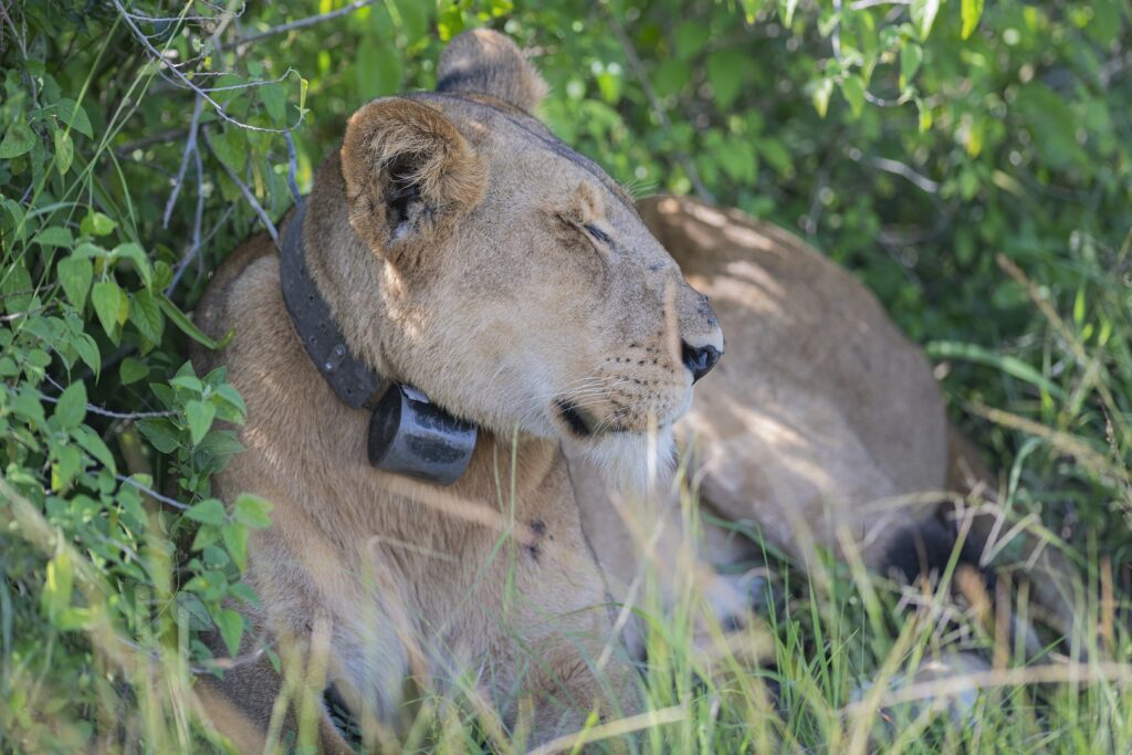 What is the Difference Between Lion Tracking and Gorilla Trekking? 