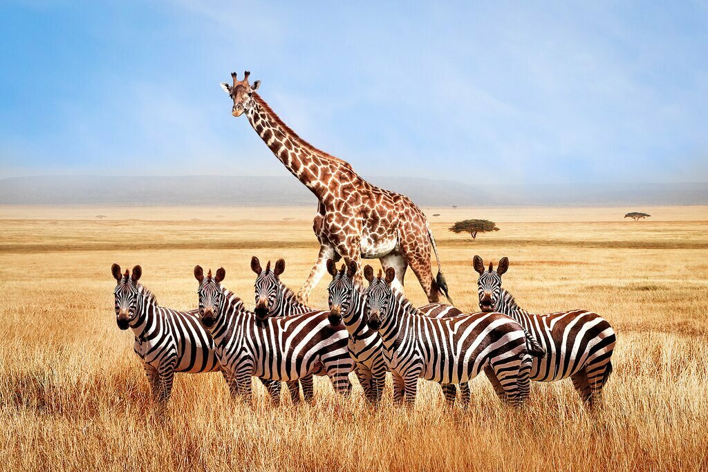 Things To Do In Tanzania Top Travel Bucket List To Tanzania 2024 2025   Image Processing20220517 4 Lukni9 