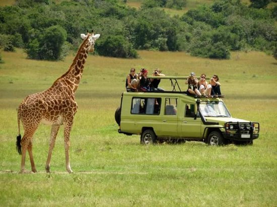 Private or Group Safari-Should I join a group or arrange a Private Safari?