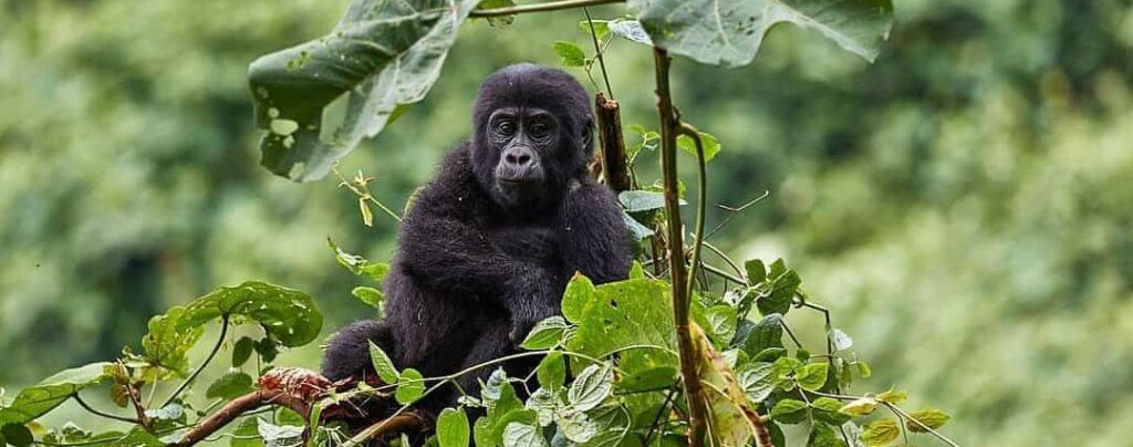 8 Days Gorilla Trekking and Masai Mara safari in Uganda & Kenya