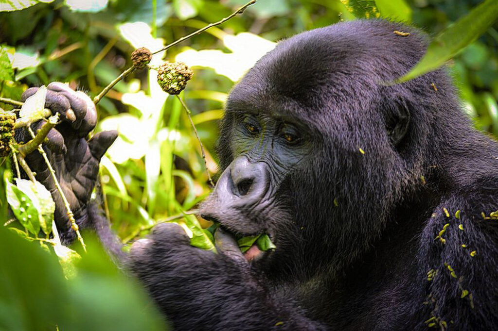 Gorilla Trekking From Entebbe | Gorilla Tours Starting From Entebbe 