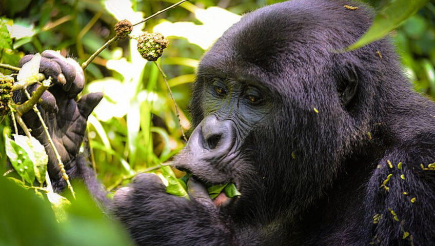 Gorilla Trekking From Entebbe | Gorilla Tours Starting From Entebbe