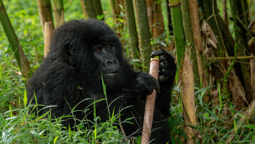 Mgahinga Gorilla National Park-All You Need To Know Before You Go