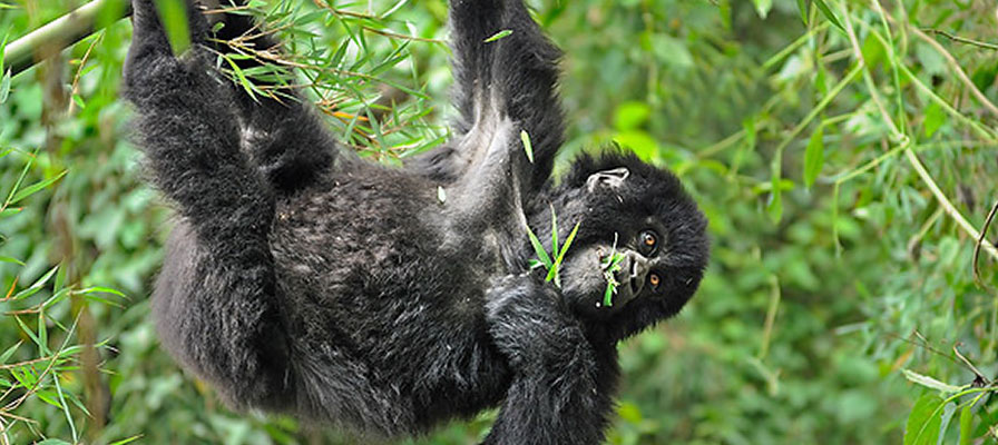 13-Day Uganda Rwanda Safari Tour-Gorillas, Chimps & Big 5