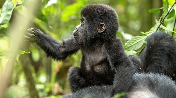 How to Plan a Double Gorilla Trekking Tour In Uganda & Rwanda