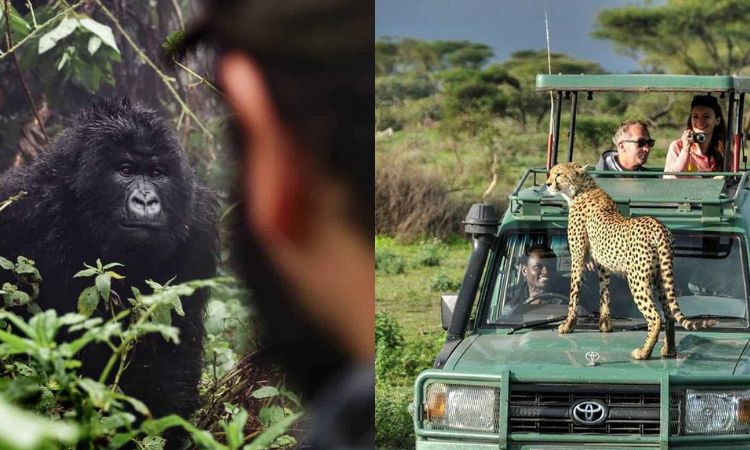 Combining a Safari In Kenya with a Gorilla Trekking Tour-Top Tips